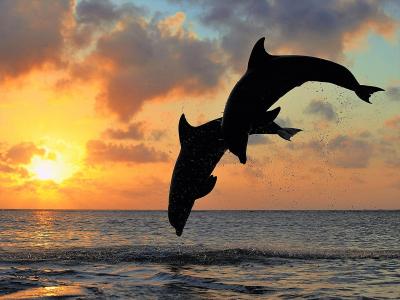 海豚在日落时全高清壁纸和背景