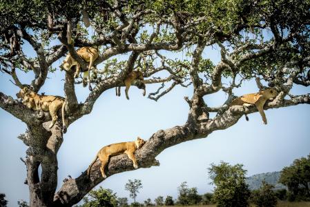 你可以在一棵树4k超高清壁纸和背景适合多少狮子