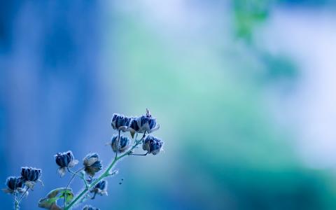 蓝色的花朵壁纸和背景