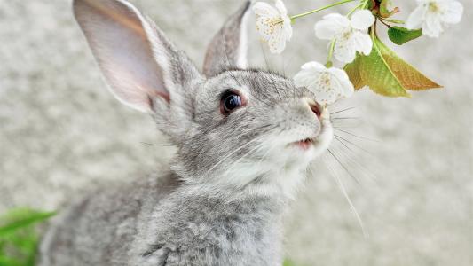 可爱的兔子全高清壁纸和背景