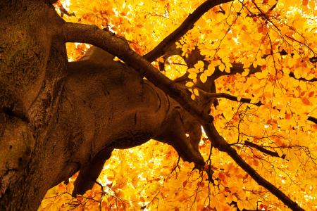 黄色的树叶在一棵树上秋季全高清壁纸和背景