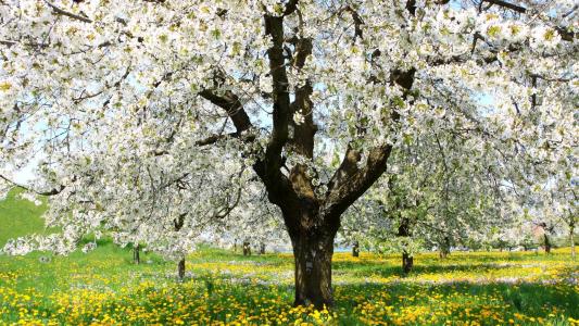 在春天字段的白色开花的树充分的HD墙纸和背景