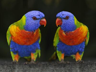 彩虹澳洲鹦鹉壁纸和背景