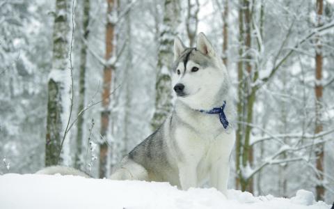 西伯利亚雪橇犬全高清壁纸和背景