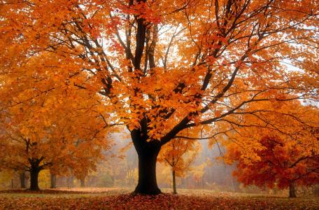 秋季全高清壁纸和背景图像