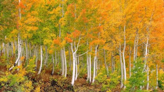 桦木森林在秋季全高清壁纸和背景
