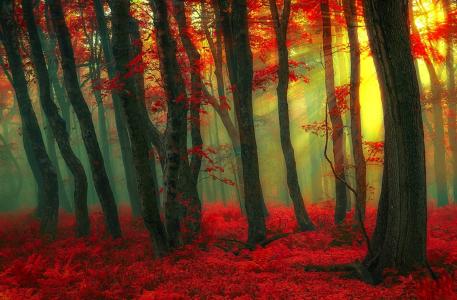 阳光在红色的秋天森林全高清壁纸和背景