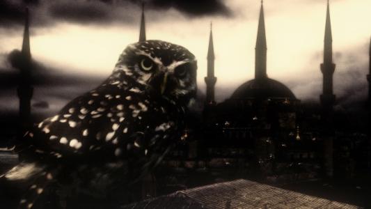 猫头鹰＆伊斯坦布尔充分的HD墙纸和背景