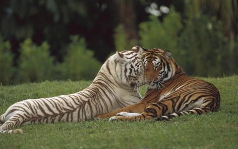 老虎爱 - 孟加拉虎和白色的老虎,深情的全高清壁纸和背景
