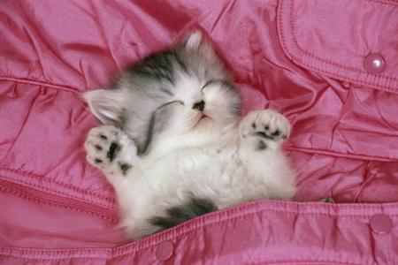 睡着的小猫充分的高清壁纸和背景