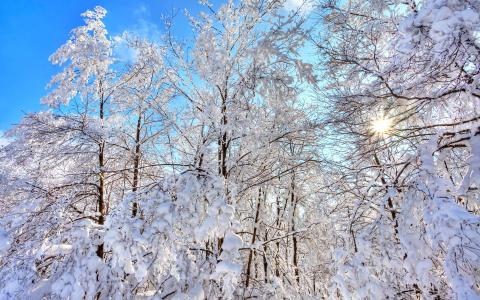 阳光透过冬季树木全高清壁纸和背景图像