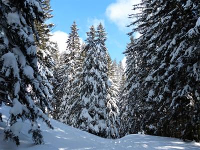 在下雪的冬季森林全高清壁纸和背景的中间