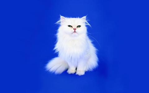 白色的波斯猫全高清壁纸和背景