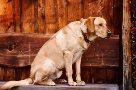 拉布拉多猎犬坐长凳4k超高清壁纸和背景