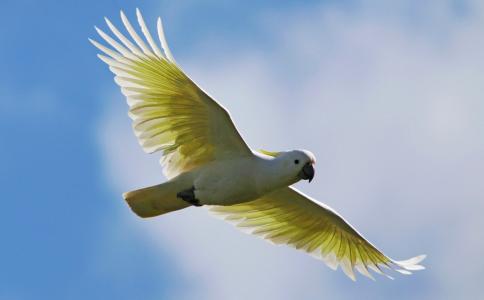 硫磺凤头鹦鹉：阳光在我肩上全高清壁纸和背景