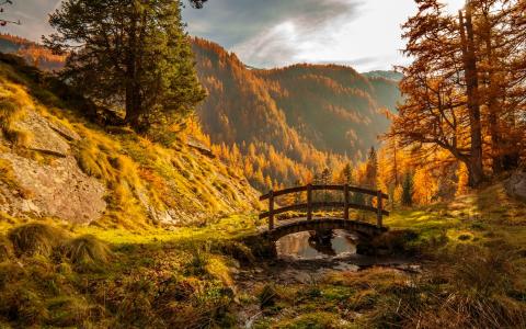 桥梁在秋季森林壁纸和背景图像