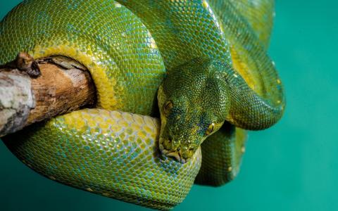 绿色Python全高清壁纸和背景