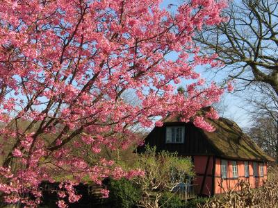 春天的粉红色树壁纸和背景图像