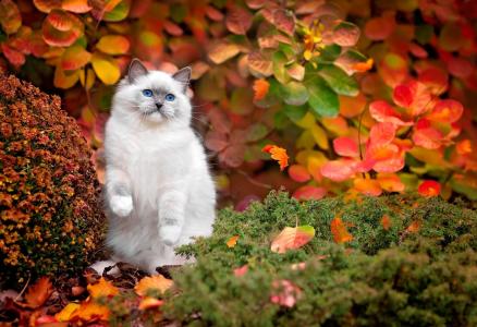白色的猫,在秋季全高清壁纸和背景