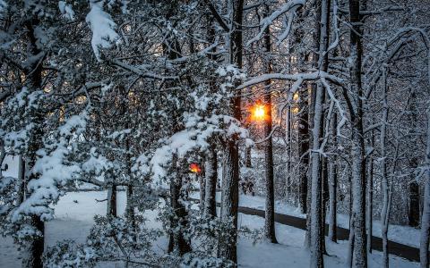 日落时分的冬季森林全高清壁纸和背景