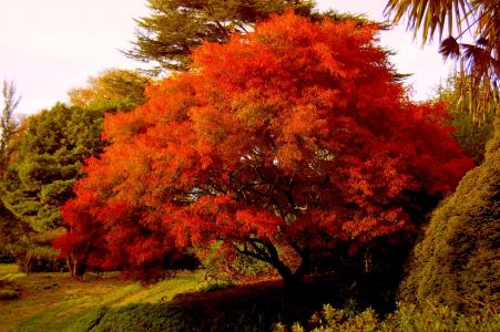 可爱的秋天树全高清壁纸和背景图像