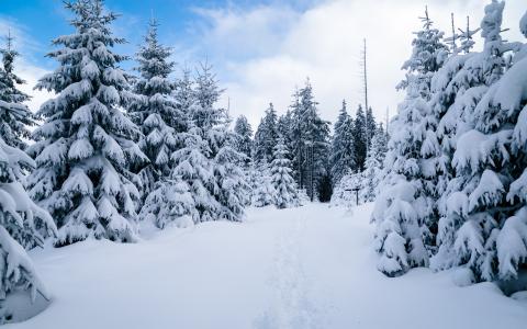 雪覆盖的树木5k视网膜超高清壁纸和背景图像