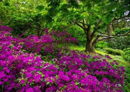 紫色的花朵春天公园全高清壁纸和背景