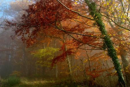 朦胧秋季森林全高清壁纸和背景图像