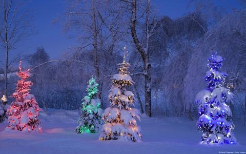 点燃的圣诞树在冬季森林全高清壁纸和背景图像