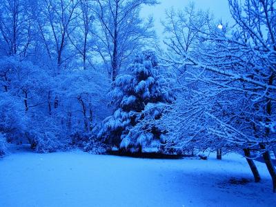 美丽的常青树在冬季森林全高清壁纸和背景图像