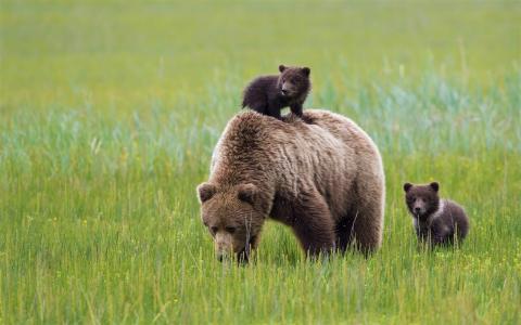 熊妈妈与她的幼崽全高清壁纸和背景