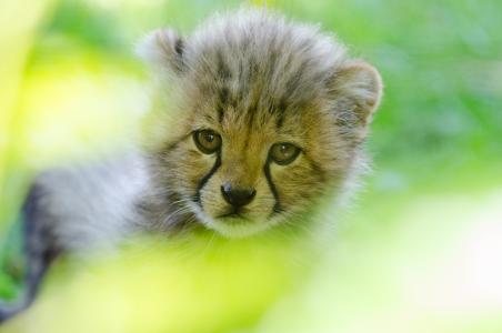 一只猎豹Cub 4k超高清壁纸和背景的脸
