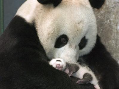 熊猫妈妈和她的宝贝壁纸和背景