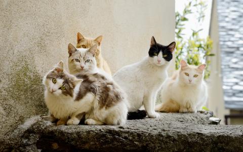 五只猫全高清壁纸和背景