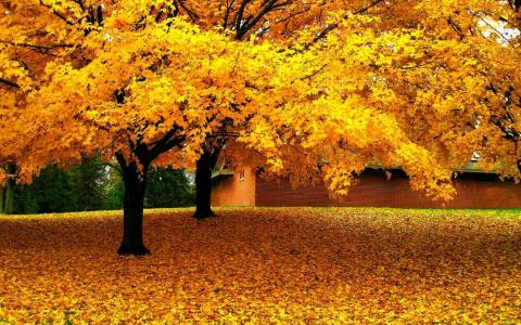 金色的秋天树木壁纸和背景
