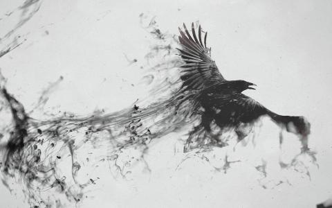 黑色和白色的鸟全高清壁纸和背景