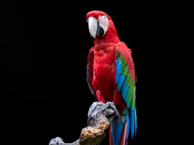 红色和绿色的金刚鹦鹉肖像全高清壁纸和背景