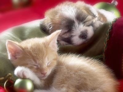 圣诞节小狗和小猫睡觉的墙纸和背景