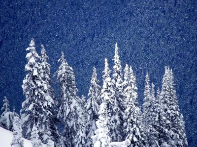 在冬季壁纸和背景图像的雪树