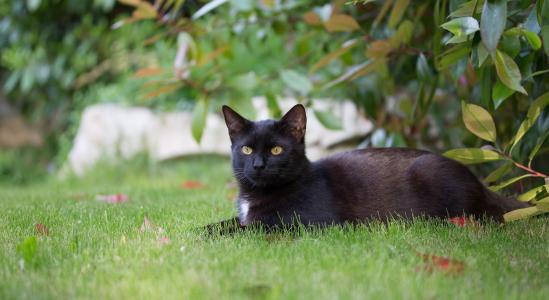 黑猫躺在草地上全高清壁纸和背景