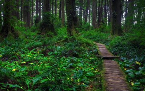 绿色森林全高清壁纸和背景图像中的木制路径