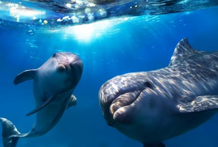 海豚5k视网膜超高清壁纸和背景
