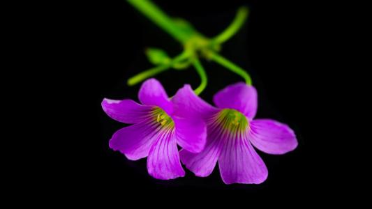 微小的紫色花朵全高清壁纸和背景图像
