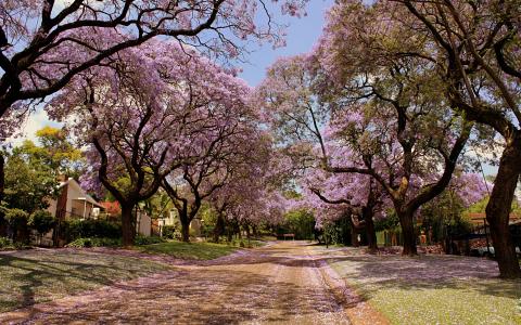 樱花树衬街街道全高清壁纸和背景图像
