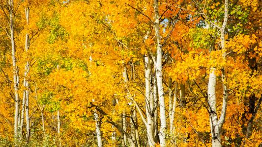 桦木森林在秋季全高清壁纸和背景图像