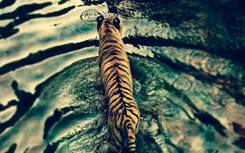 老虎在迪斯尼的动物王国公园全高清壁纸和背景