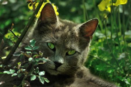 灰色的猫与绿色的眼睛全高清壁纸和背景