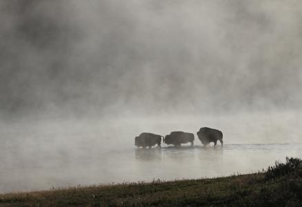 野牛在黄石河 - 国家公园全高清壁纸和背景