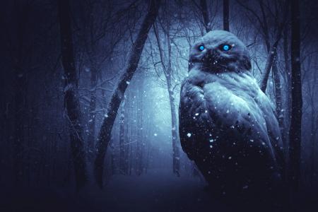 猫头鹰在黑暗的冬季森林5k视网膜超高清壁纸和背景图像