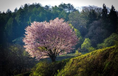 樱花树在日本全高清壁纸和背景